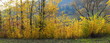 Gestrüpp Panorama