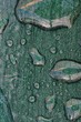Rain spots on Metallic tabletop, Andalusia © Arena Photo UK