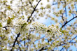 Kirschblüten vor blauem Himmel