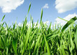 Grass with Sky