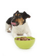 chien Jack Russel terrier mangeant pâtée