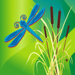 Dragonfly over cattail marsh, spider.