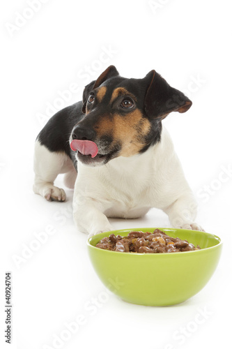 Photo: chien Jack Russel terrier mangeant pâtée chien Jack Russel terrier mangeant pâtée