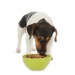 chien Jack Russel terrier mangeant pâtée