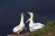 Basstölpel (auf Helgoland)