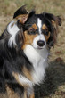 Australian Shepherd