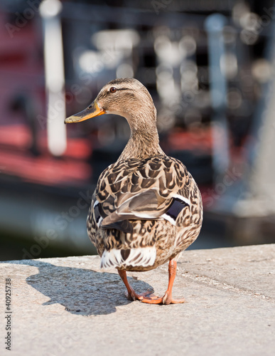 Photo: Ente Ente