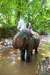Elephant spraying water to woman Elephant spraying water to woman