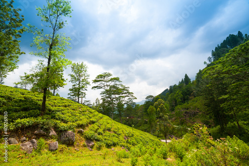 Photo: Mountain landscape with tea plantations Mountain landscape with tea plantations