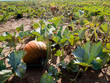 Pumpkins