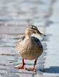 Photo: Ente Ente