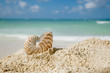 nautilus shell on beach and blue tropical sea nautilus shell on beach and blue tropical sea