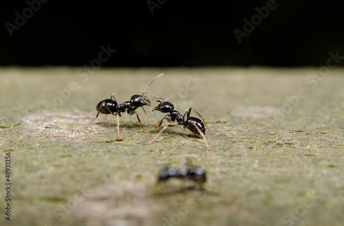 Photo: Wegameisen begegnen sich, Kommunikation Wegameisen begegnen sich, Kommunikation