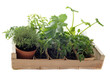 Photo : plants de légumes plants de légumes