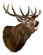 Deer head on a white background