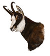 Chamois on white background