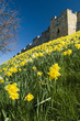 Foto: Spring time in york, daffodils growing around walls Spring time in york, daffodils growing around walls