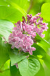 Lilac flower