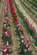 tulipe