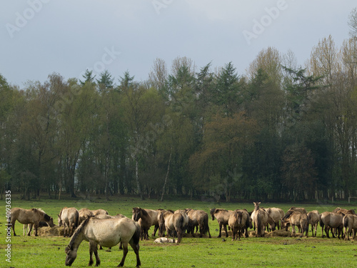 Photo: Wildpferde 19 Wildpferde 19