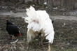 Dancing male of domestic turkey