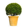 buxus