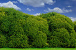 Boxwood