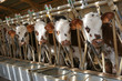 Foto: Animal ferme vache 05 Animal ferme vache 05