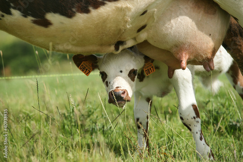 Foto: Animal ferme vache 23 Animal ferme vache 23