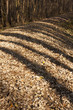 Bäume ziehen Schatten über Wanderweg