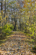 Mit Laub bedeckter Wanderweg