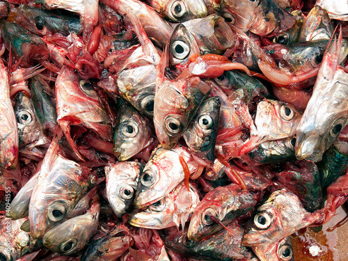 Photo: Decapitated sardines Decapitated sardines