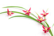 Pink orchid with leaf