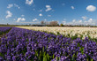 Hollandse Hyacinthus