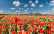 Hollandse Tulips