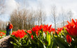 Couple against Hollandse Tulips