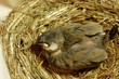 文鳥の雛