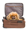 Dog in travel case
