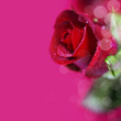 red rose