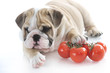 Photo: English bulldog puppy with vegetables English bulldog puppy with vegetables