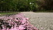 Flowers in Park