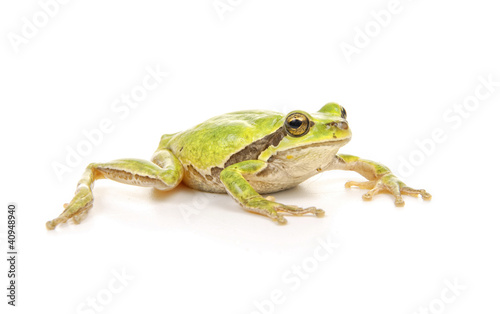 Photo: green tree frog isolated on white green tree frog isolated on white