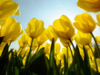 Yellow tulips