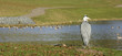 fischreiher