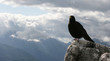 alpendohle