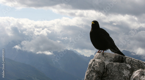 Photo: alpendohle alpendohle