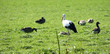 zugvögel
