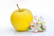 Apple and Flower Blossom