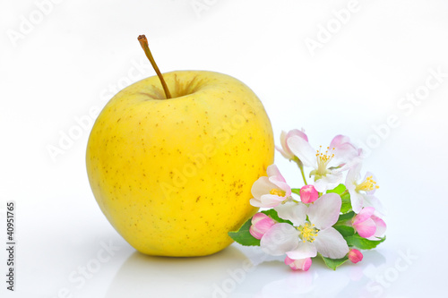 Photo: Apple and Flower Blossom Apple and Flower Blossom