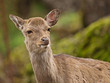 Photo: Reh (Capreolus capreolus) Reh (Capreolus capreolus)